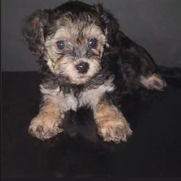Maltipoo puppies from J Designer Puppies