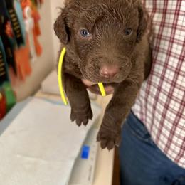 Yellow collar - Brown male Chesapeake Bay Retriever puppy in North Port, Florida from Whispering Oak Chesapeakes