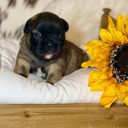 Bubba - Tricolors male French Bulldog puppy in Wagoner, Oklahoma from Frenchie Frys