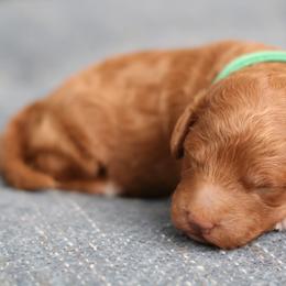 Lucky - Red  male Poodle puppy in Laveen, Arizona from Nystrom Clan Pups