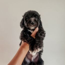 Hobbs - Black male Sheepadoodle puppy in Wabash, Indiana from DOODCompany