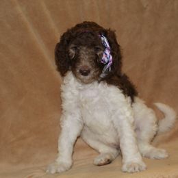 Aussiedoodle and Poodle Puppies from Covington Acres
