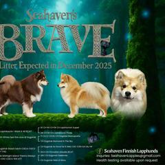 Finnish Lapphund puppies from Seahaven Finnish Lapphunds