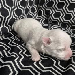 Mace - White female Maltese puppy in Austin, Texas from Austin Maltese Babies