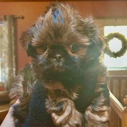Rosetta - Red female Shih Tzu puppy in Nekoosa, Wisconsin from Brox Acres House of Fur LLC