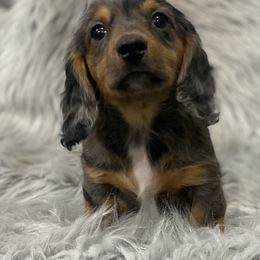 Dachshund Puppies from ATR Dachshunds