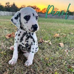 Pearl - White and black female Dalmatian puppy in Joplin, Missouri from Ruffles, Ridges, & Spots!