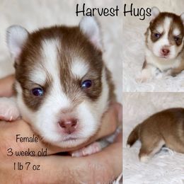 Harvest Hugs - Chocolate female Pomsky puppy in Denham Springs, Louisiana from Bayouland Pomskies