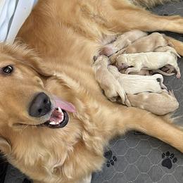 Goldir - Golden Retriever