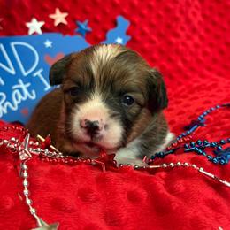Patriot - Sable male Pembroke Welsh Corgi puppy in Hotchkiss, Colorado from Grand Mesa Corgis