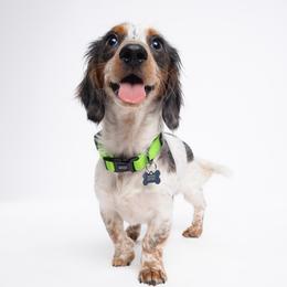 Luigi - Dachshund