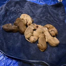 Girl Three - Red  female Goldendoodle puppy in Cape Coral, Florida from GoldenDoodles Cape Coral