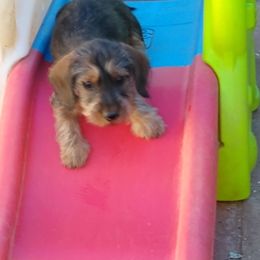 Dachshund Puppies from Rondo's Wirehairs