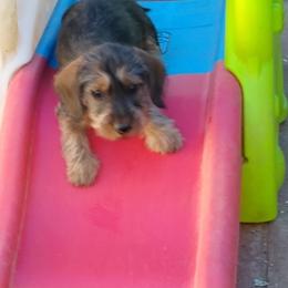 Dachshund Puppies from Rondo's Wirehairs