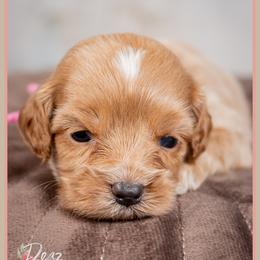 Cuddy - Red female Cockapoo puppy in Connersville, Indiana from Deaz Doodle Ranch