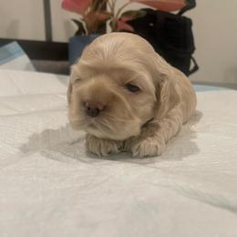 Brown - Buff female Cocker Spaniel puppy in Corcoran, California from Finest cocker spaniel