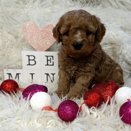Cavapoo, Goldendoodle, and Labradoodle Puppies from Curls and Camo Pups