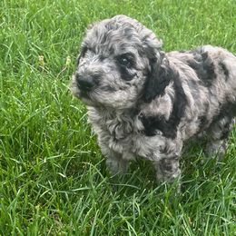 Boy 3 - Labradoodle puppy from Trinity Labradoodles