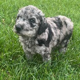Boy 3 - Labradoodle puppy from Trinity Labradoodles