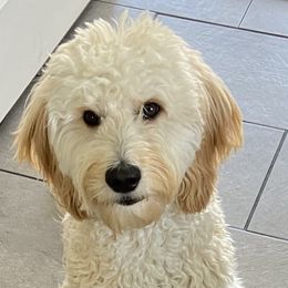 Goldendoodle All Grown Up from Hope RI Goldendoodles