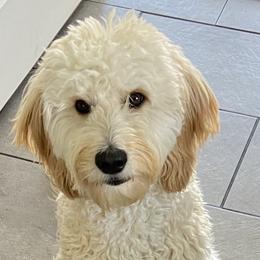 Goldendoodle All Grown Up from Hope RI Goldendoodles