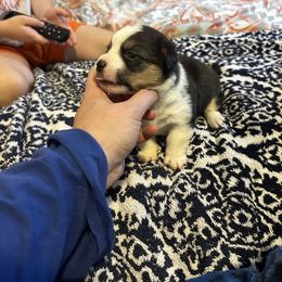 Girl 3 - Pembroke Welsh Corgi puppy in New York from Blooms Corgis