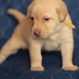 Yellow collar - Yellow female Labrador Retriever puppy in Wallace, North Carolina from Maya's World Labradors with Love