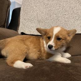 Pembroke Welsh Corgi Puppies from Gotta Chase Em All Corgis
