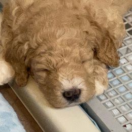 Goldendoodle Puppies from Old Home Place Doodles