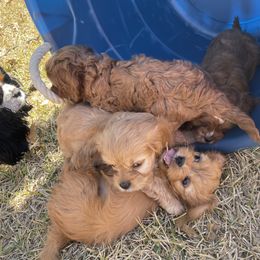 Cavapoo and Shihpoo Puppies from Haus of Doodles