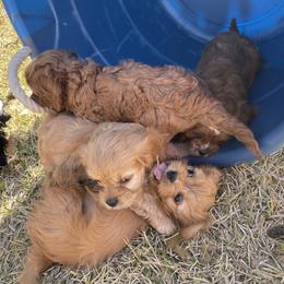 Cavapoo and Shihpoo Puppies from Haus of Doodles