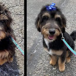 Aussiedoodle and Bernedoodle All Grown Up from Imels Doodles