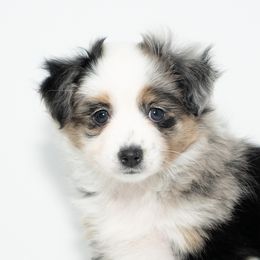 Toy Australian Shepherd Puppies from Tater Tails Toy Aussies