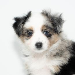 Toy Australian Shepherd Puppies from Tater Tails Toy Aussies