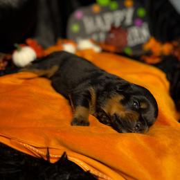 Rottweiler Puppies from VHWilliamsRottweilers