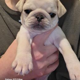 Sir Mix A Lot (Black collar) - White male Pug puppy in Spokane, Washington from Kapelac's Royal Pugs