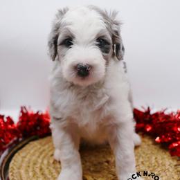 Violet Bridgerton - Blue merle and white female Sheepadoodle puppy in Edmond, Oklahoma from Rock N Roll Doodles