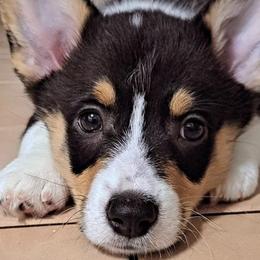 Jesse James-AKC, Reduced Price - Black and tan Pembroke Welsh Corgi puppy in Arlington, Texas from Shelly Bean Corgis