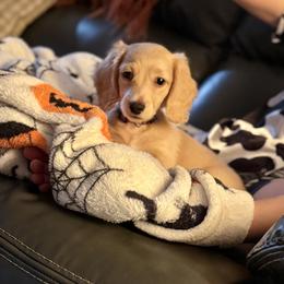 Dachshund Puppies from Davidson's Dachshunds
