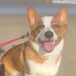 Pembroke Welsh Corgis from Millsinn Corgis