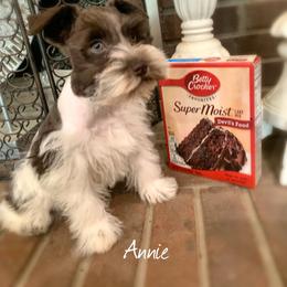 Miniature Schnauzer Puppies from Mrs Bs Teeny Schnauzers & Doodles