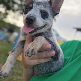 Boy 1 - Blue male Australian Cattle Dog puppy in Bradford, Arkansas from Cedar Rock Heelers and Kelpies