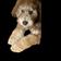Toula