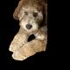 Toula