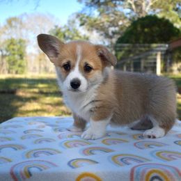 Pembroke Welsh Corgi Puppies from Cottonwood Corgis