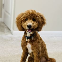 Buck - Poodle