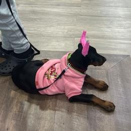 Doberman Pinschers and Dogues de Bordeaux from River Blu Bordeaux's