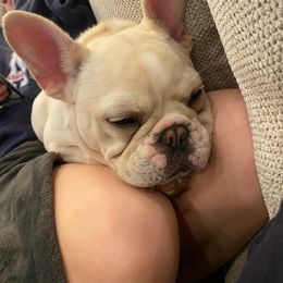 French Bulldog Puppies from ETL FUNTASTIC FRENCHIES