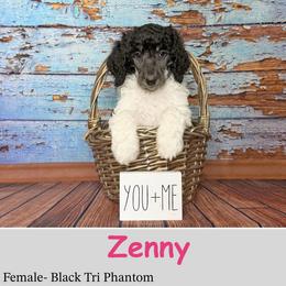 Zenny - Phantom female Poodle puppy in Kenyon, Minnesota from Country Breeze Poodles