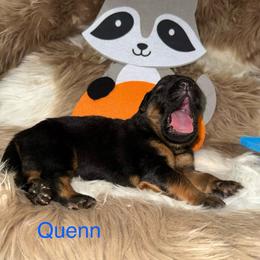 Quenn Blue Collar - Black and red male German Shepherd puppy in Hillsboro, Indiana from Salty Raccoon Ranch German Shepherds